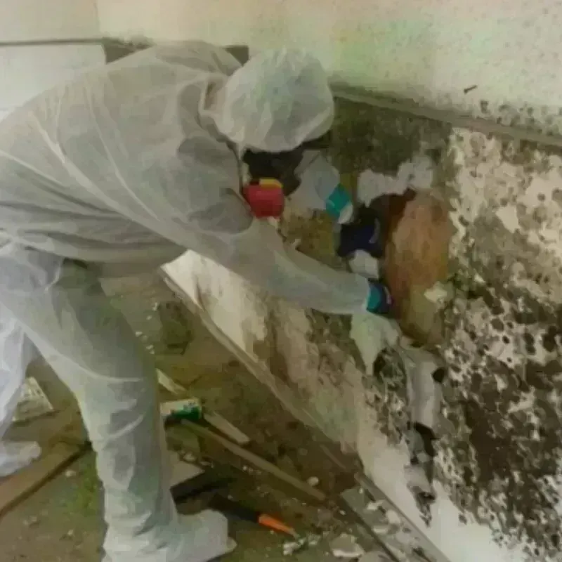 Mold Remediation and Removal in Clay County, AL